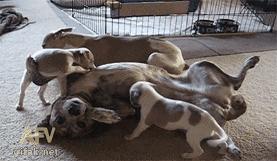 dogtosser.gif